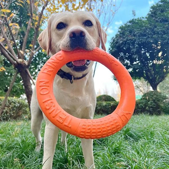 Labrador qui joue avec son jouet indestructible dans sa cour
