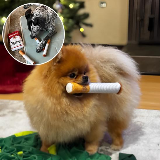 Jouet pour chien | Clope - à - Crocs - Dognpuppytoys