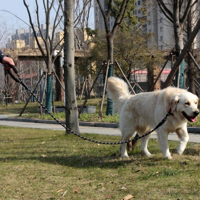 Laisse pour chien | Comfort Leash™ - Dognpuppytoys