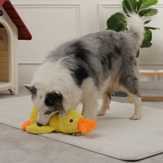 Peluche Chien | Duck - Dognpuppytoys