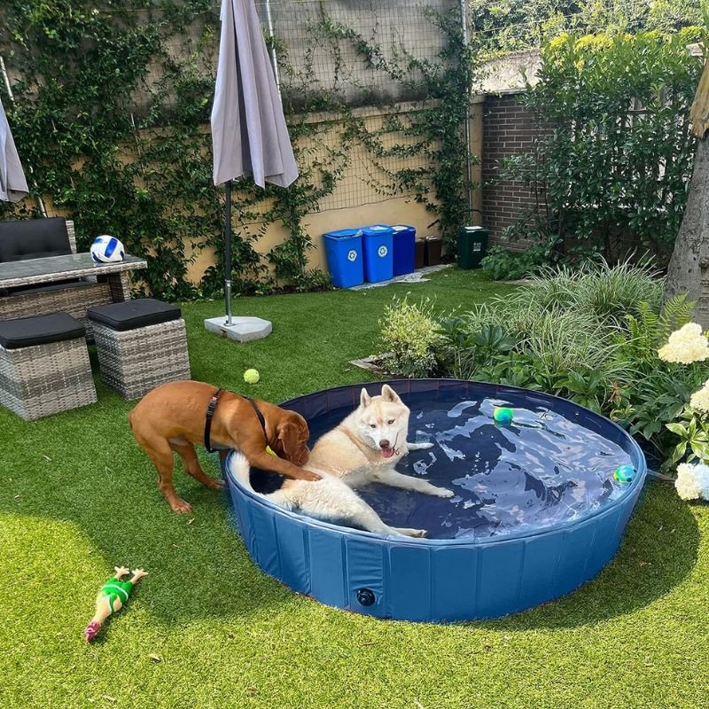 Piscine pour chien | Paws Pool™ - Dognpuppytoys