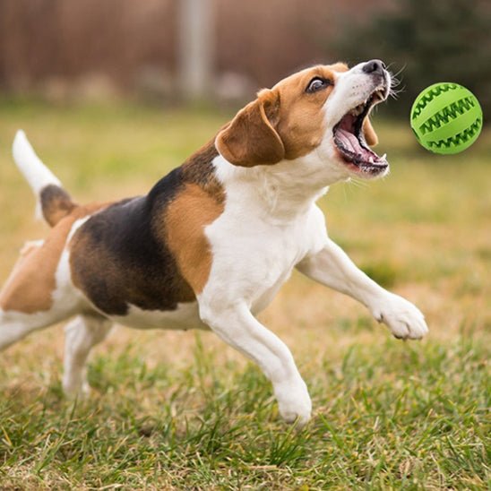 Balle pour chien - PawsBrush - Dognpuppytoys