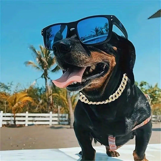 Teckel noir avec lunettes de soleil et chaîne pour chien dorée, profitant du soleil sur la plage.