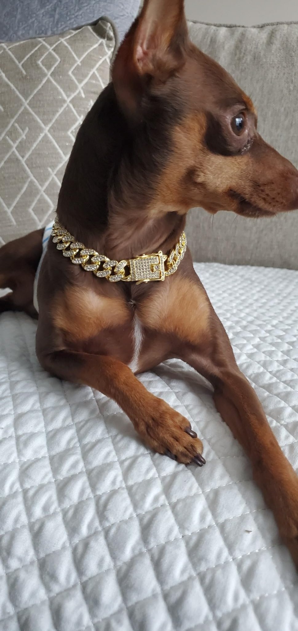Petit chien allongé sur un canapé, portant une chaîne pour chien dorée avec strass scintillants