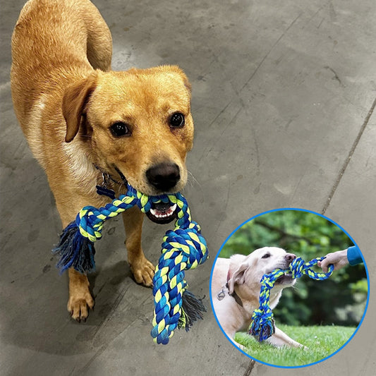 Chien joueur tenant fièrement son jouet chien indestructible bleu et vert