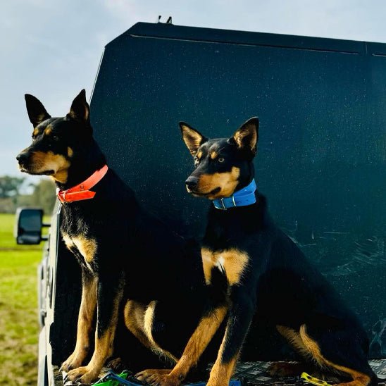 Collier chien - Qui brave la pluie, la boue et le temps - Dognpuppytoys