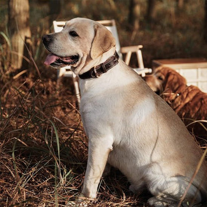 Collier cuir chien | CuirRustik™ - Dognpuppytoys