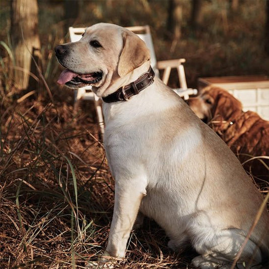 Collier cuir chien | CuirRustik™ - Dognpuppytoys