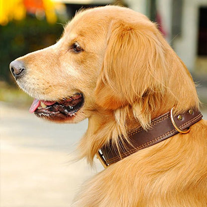 Collier cuir chien | CuirRustik™ - Dognpuppytoys