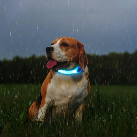 collier lumineux pour chien | HaloPaws™ - Dognpuppytoys