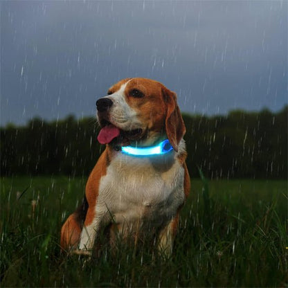 collier lumineux pour chien | HaloPaws™ - Dognpuppytoys