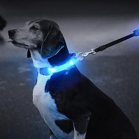 collier lumineux pour chien | HaloPaws™ - Dognpuppytoys