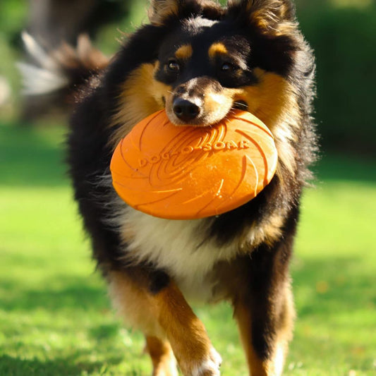 frisbee chien | WoozyPaws™ - Dognpuppytoys