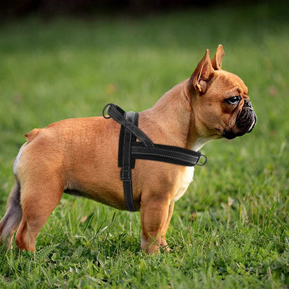 Harnais petit chien / ChiotZen - Dognpuppytoys