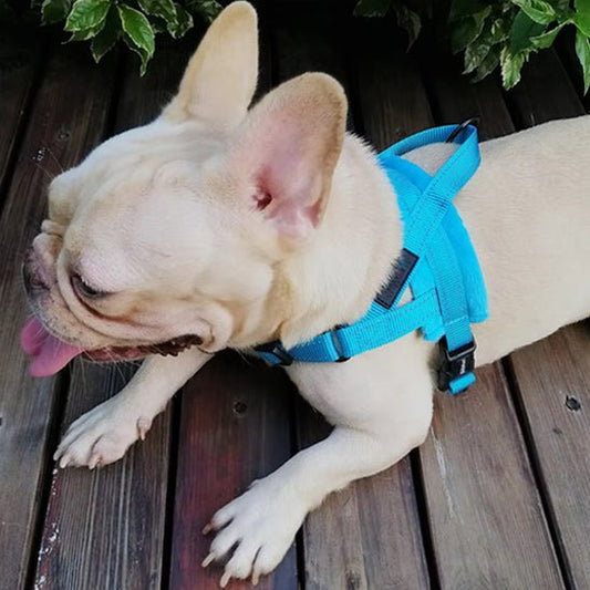 Harnais petit chien / ChiotZen - Dognpuppytoys