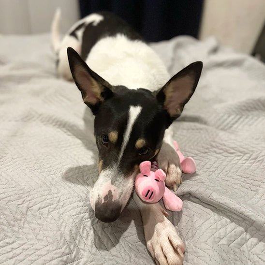 Jouet chien - Combat l'ennui et l'anxiété - Dognpuppytoys