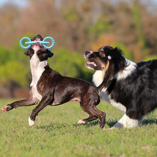 Jouet Chien Indestructible – Résistant, Sûr et Approuvé par les Mâcheurs - Dognpuppytoys