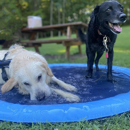 Deux chiens dans une piscine pour chien en plein jardin, rafraîchissement d'été