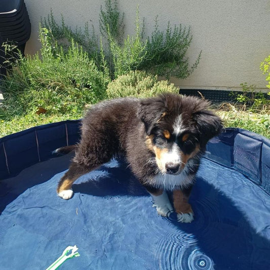 Piscine pour chien | Paws Pool™ - Dognpuppytoys